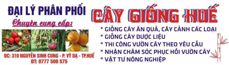 Cây Giống Huế