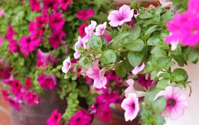 Dạ yến thảo (Petunia)