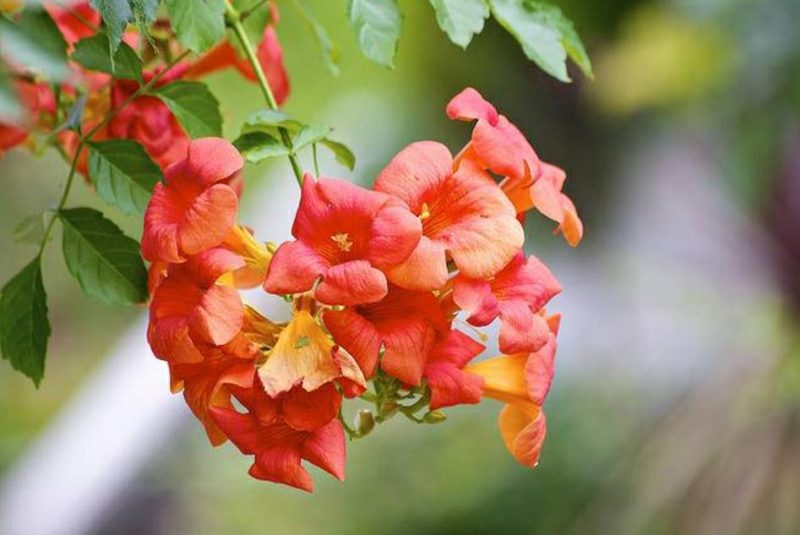 Hoa đăng tiêu (Campsis Radicans)