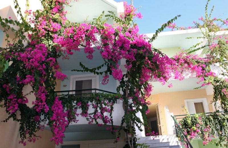 Hoa giấy (Bougainvillea)