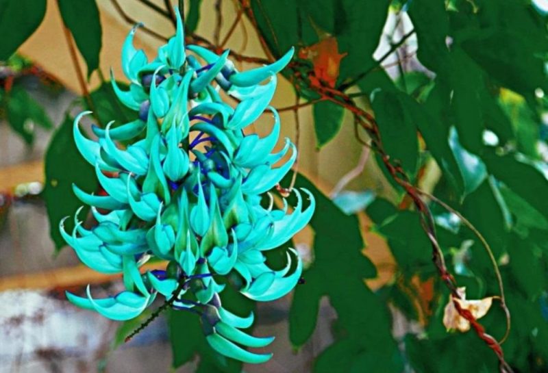 Móng cọp (Jade Vine)