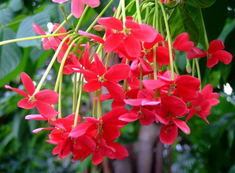 Sử quân tử (Quisqualis Indica)