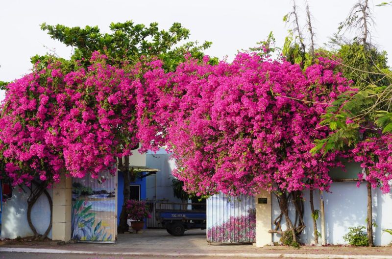 Cây hoa giấy