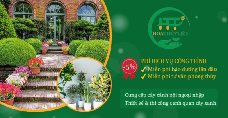 Cây Cảnh Hoa Thủy Tiên 