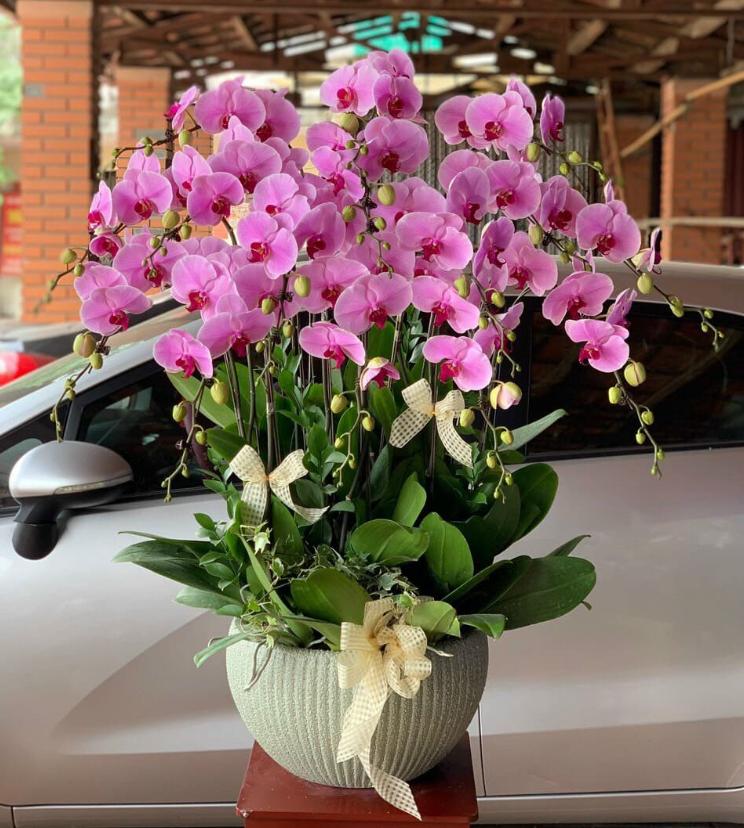 Hoa tươi hoặc cây cảnh là món quà tân gia tinh tế và phù hợp túi tiền