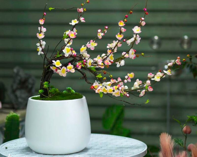 Chậu cây tạo không khí vui tươi cho những ngày đầu năm