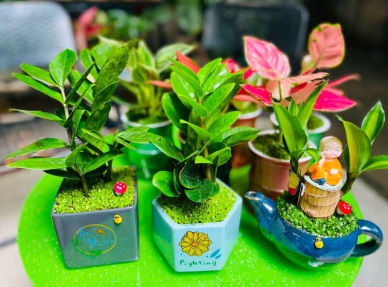 Cây cảnh biểu tượng cho sự thịnh vượng và vững bền